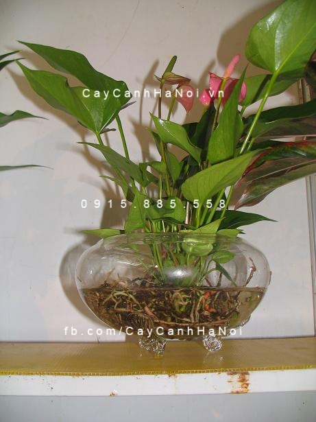 cây tiểu hồng môn trồng nước, thủy canh (1) cây tiểu hồng môn trồng nước, thủy canh (1)