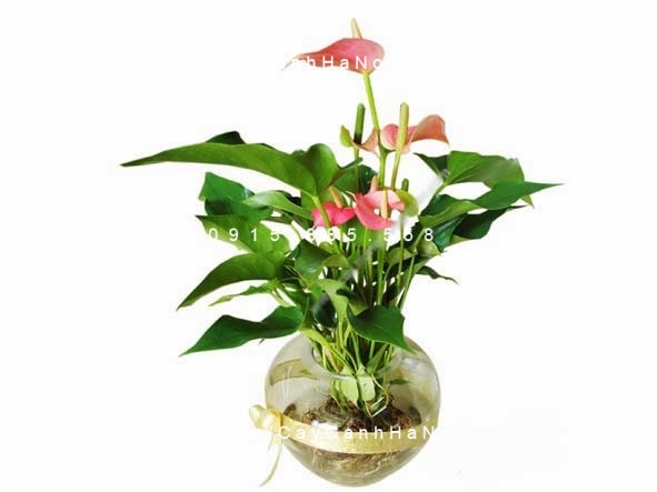 cây tiểu hồng môn trồng nước, thủy canh (3) cây tiểu hồng môn trồng nước, thủy canh (3)