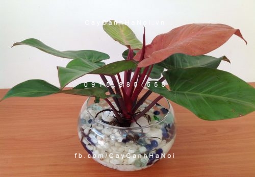 cây trầu bà đế vương trồng nước, thủy canh (1) cây trầu bà đế vương trồng nước, thủy canh (1)