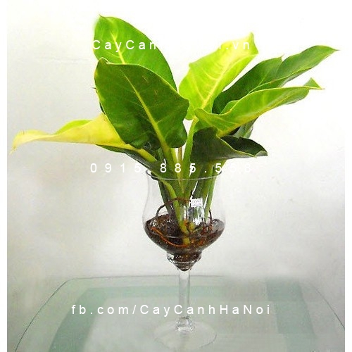 cây trầu bà đế vương trồng nước, thủy canh (3) cây trầu bà đế vương trồng nước, thủy canh (3)
