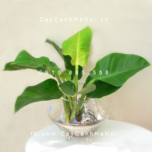 cây trầu bà đế vương trồng nước, thủy canh (4) cây trầu bà đế vương trồng nước, thủy canh (4)