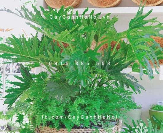 Cây trầu bà lá xẻ