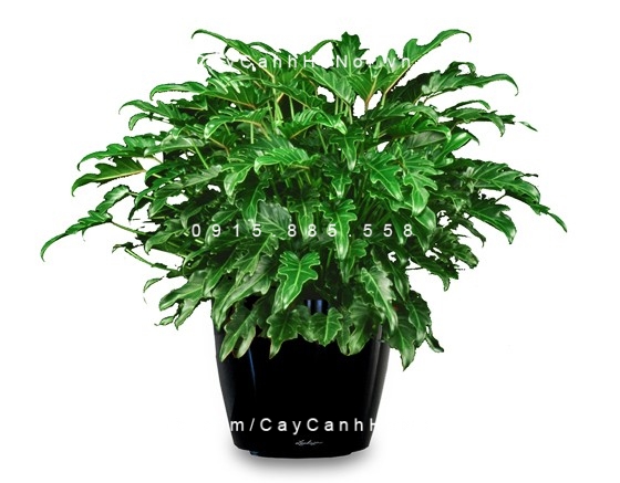 Cây trầu bà lá xẻ