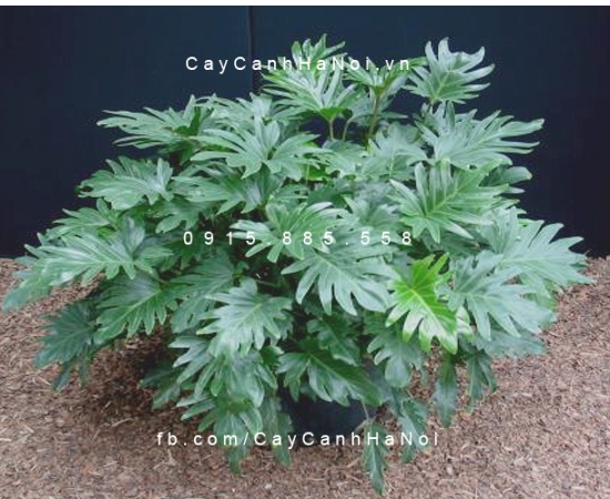 Cây trầu bà lá xẻ