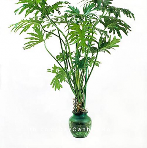 cây trầu bà lá xẻ trồng nước, thủy canh (1)
