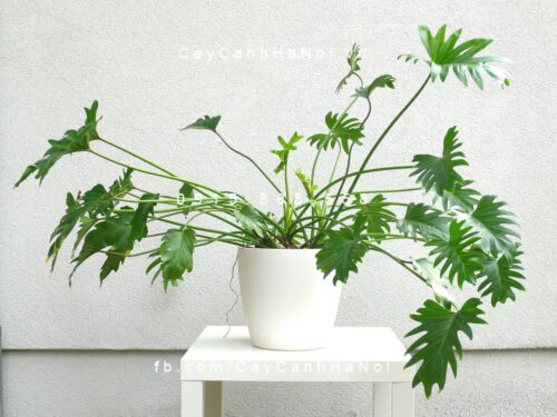 cây trầu bà lá xẻ trồng nước, thủy canh (2)