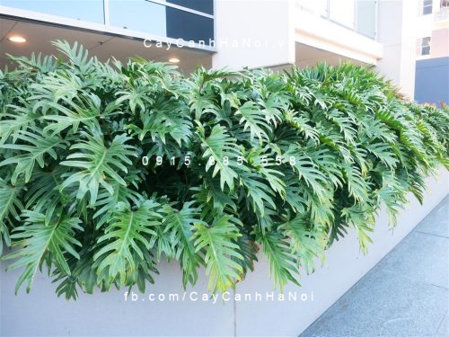 cây trầu bà lá xẻ trồng nước, thủy canh (3)
