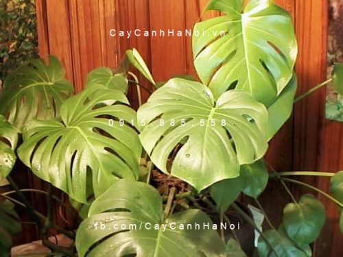 cây trầu bà lá xẻ trồng nước, thủy canh (4)