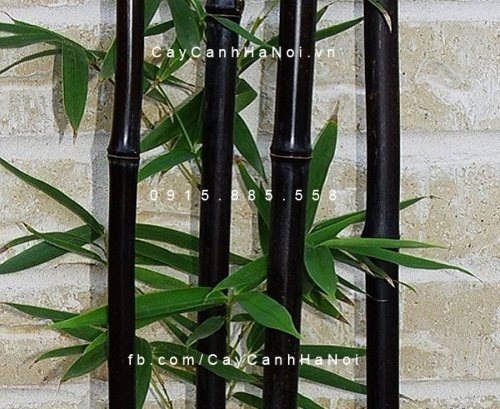 cây trúc đen (1) cây trúc đen (1)