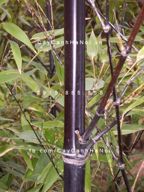 cây trúc đen (2) cây trúc đen (2)