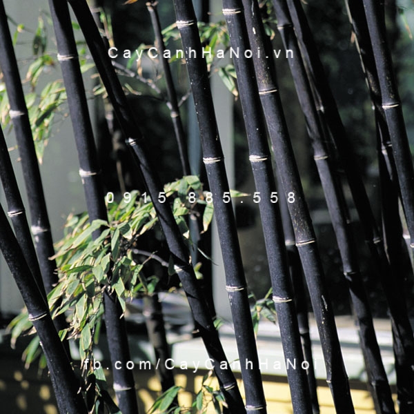 cây trúc đen (4) cây trúc đen (4)