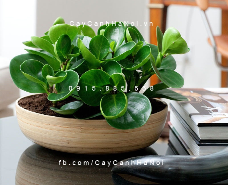 Cây Trường sinh để bàn Cây Trường sinh để bàn