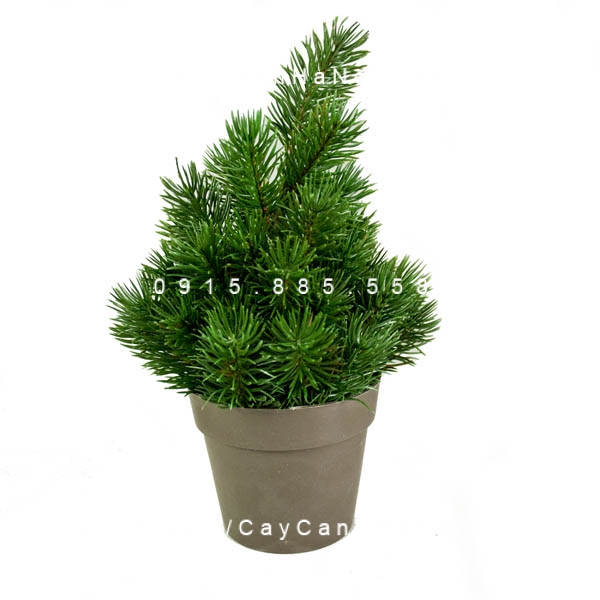 Cây Tùng Bồng Lai để bàn Cây Tùng Bồng Lai để bàn