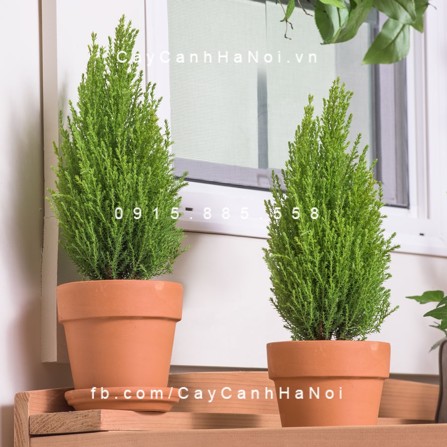 Cây Tùng Bồng Lai để bàn Cây Tùng Bồng Lai để bàn