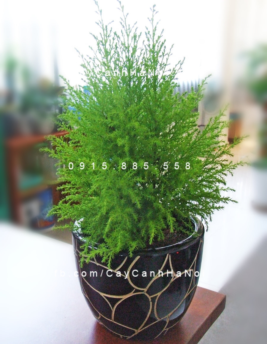 Cây Tùng Bồng Lai để bàn Cây Tùng Bồng Lai để bàn