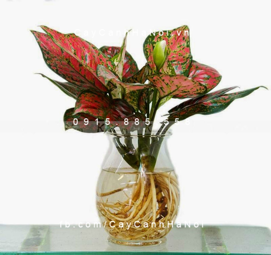 cây vạn lộc trồng nước, thủy canh (1)