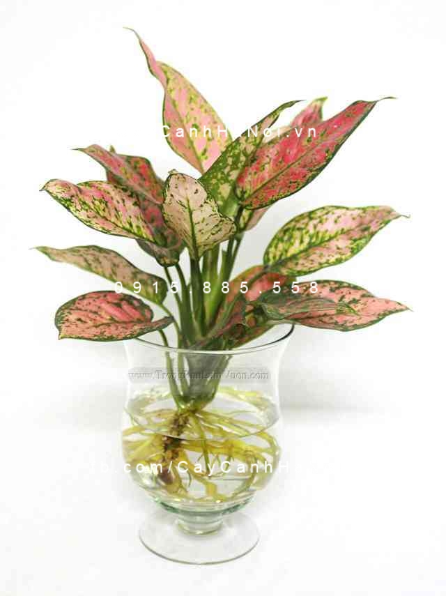 cây vạn lộc trồng nước, thủy canh (2)