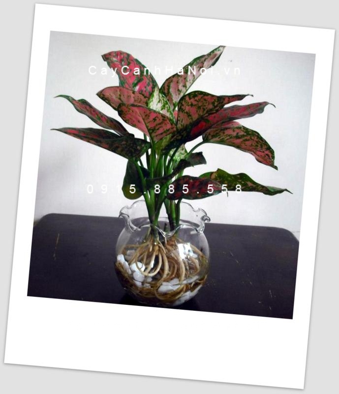 cây vạn lộc trồng nước, thủy canh (3)