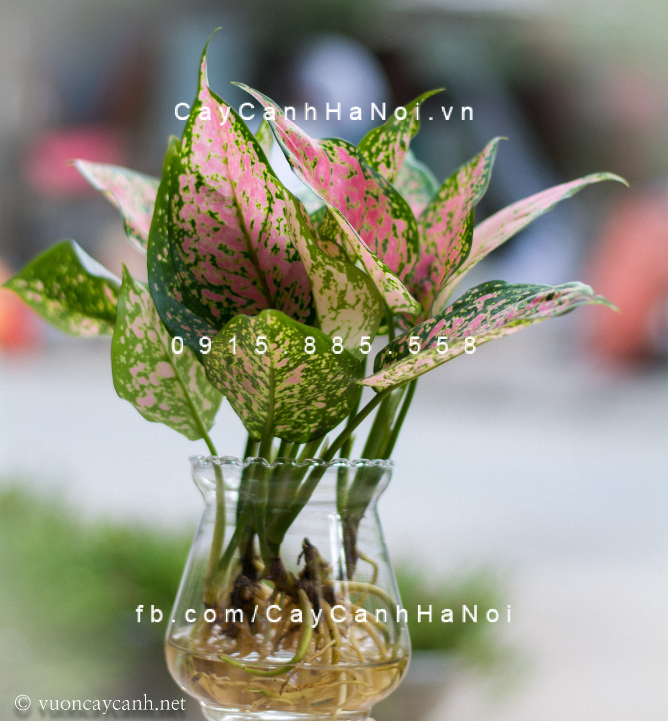 cây vạn lộc trồng nước, thủy canh (4)