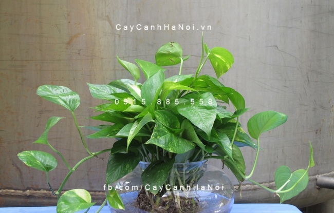 cây vạn niên thanh trồng nước, thủy sinh (1) cây vạn niên thanh trồng nước, thủy sinh (1)