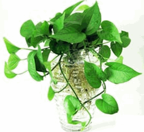cây vạn niên thanh trồng nước, thủy sinh (2) cây vạn niên thanh trồng nước, thủy sinh (2)