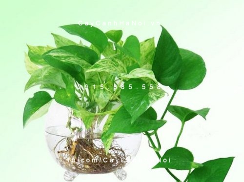 cây vạn niên thanh trồng nước, thủy sinh (3) cây vạn niên thanh trồng nước, thủy sinh (3)
