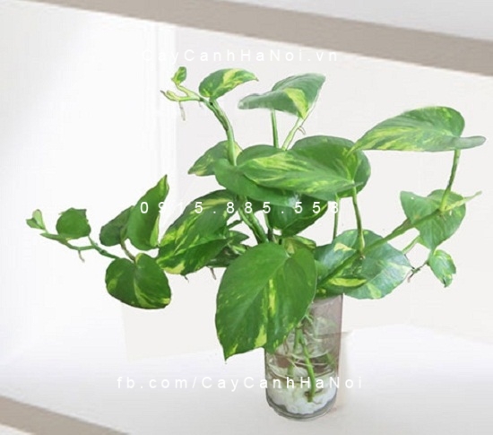 cây vạn niên thanh trồng nước, thủy sinh (4) cây vạn niên thanh trồng nước, thủy sinh (4)