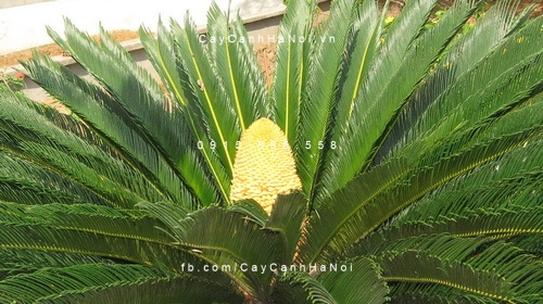 Cây Vạn Tuế