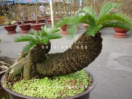 Cây Vạn Tuế