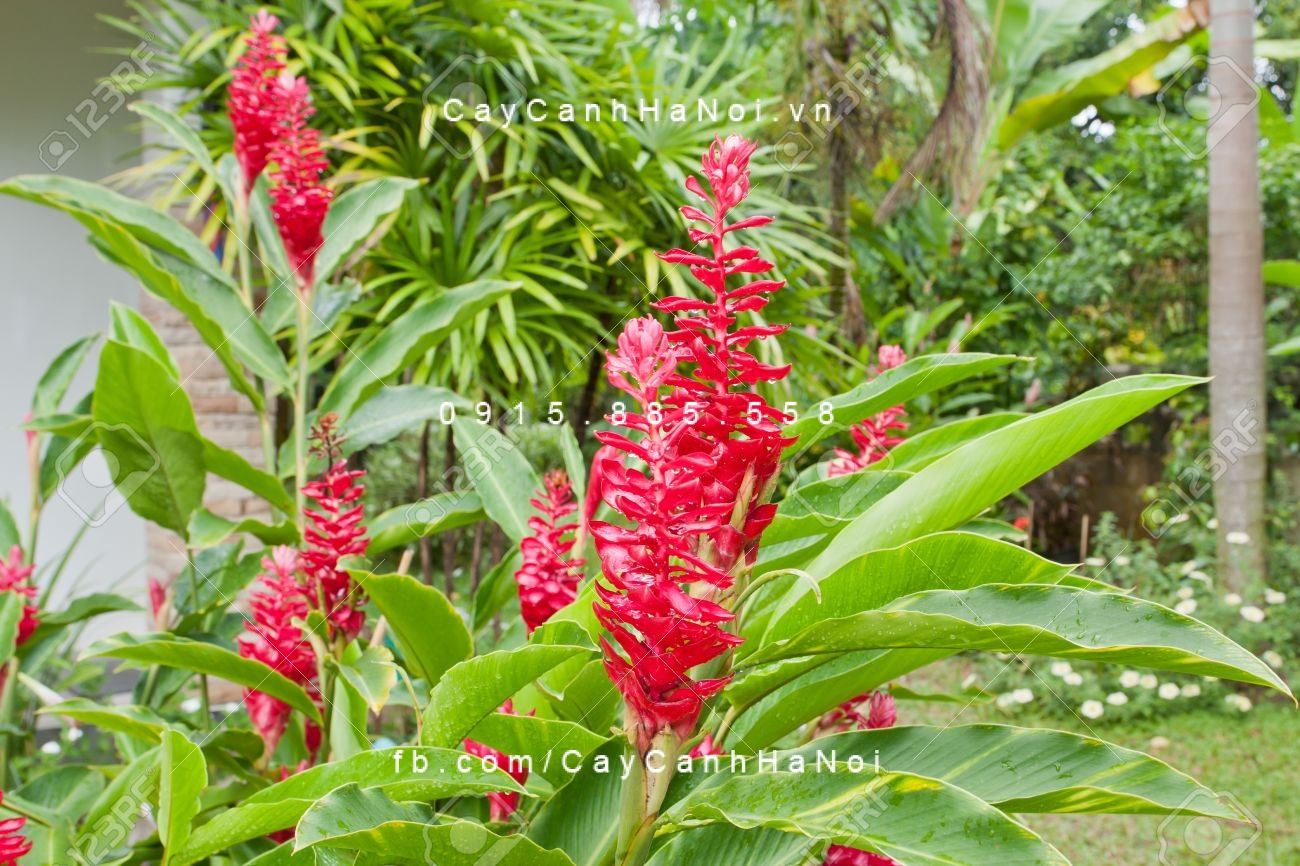 Hạnh phúc (sẹ đỏ)