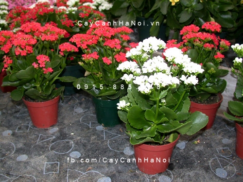 Cây Hoa sống đời để bàn Cây Hoa sống đời để bàn