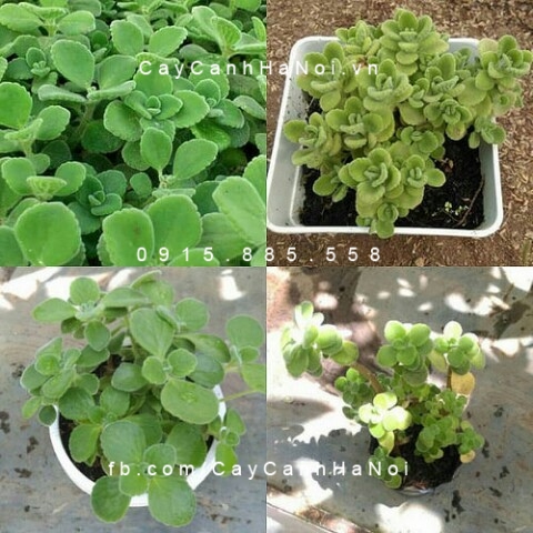 Cây Nhất mạt hương, sen thơm để bàn Cây Nhất mạt hương, sen thơm để bàn
