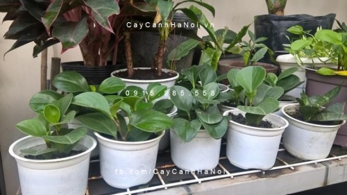 Cây Trường sinh để bàn Cây Trường sinh để bàn