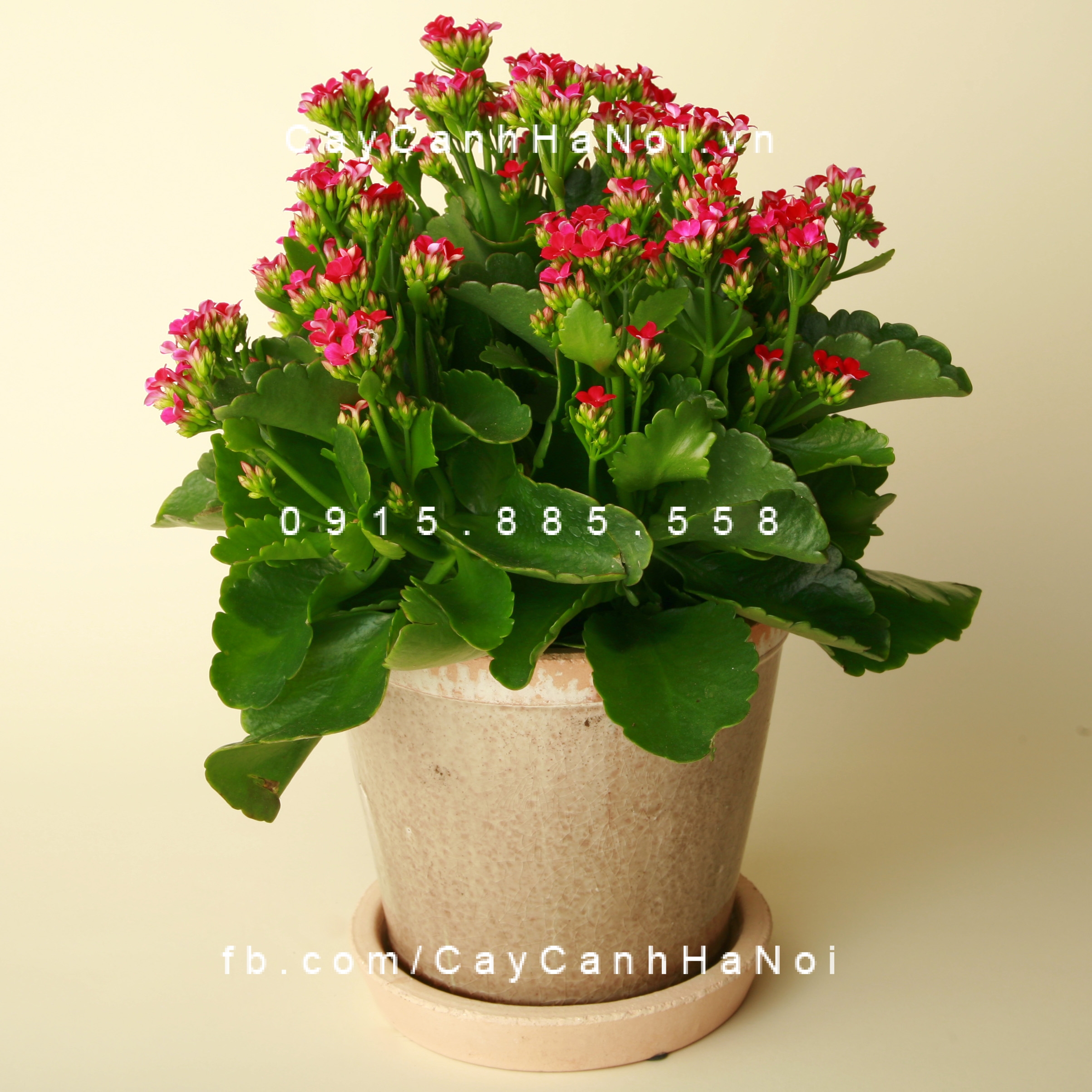 Cây Hoa sống đời để bàn Cây Hoa sống đời để bàn