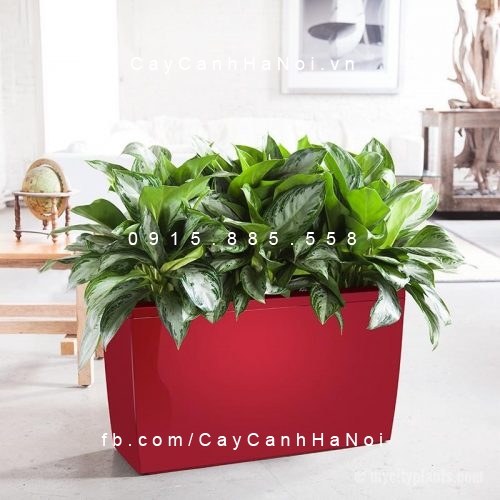 Cây Lan tuyết để bàn Cây Lan tuyết để bàn