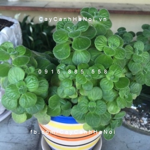 Cây Nhất mạt hương, sen thơm để bàn Cây Nhất mạt hương, sen thơm để bàn