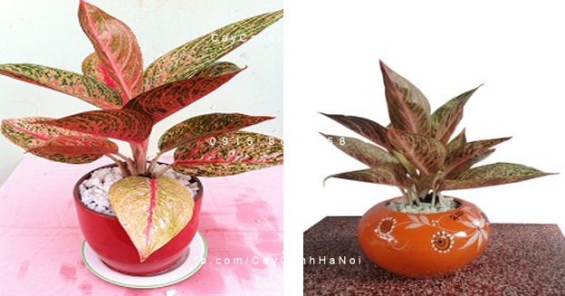 Cây Thịnh Vượng để bàn Cây Thịnh Vượng để bàn