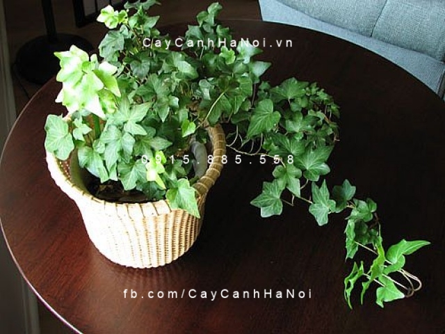 Cây Thường xuân, nguyệt quế để bàn