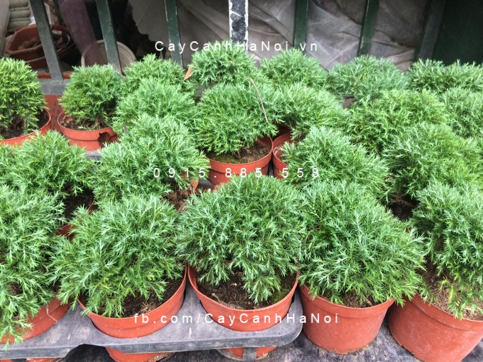 Cây Tùng Bồng Lai để bàn Cây Tùng Bồng Lai để bàn