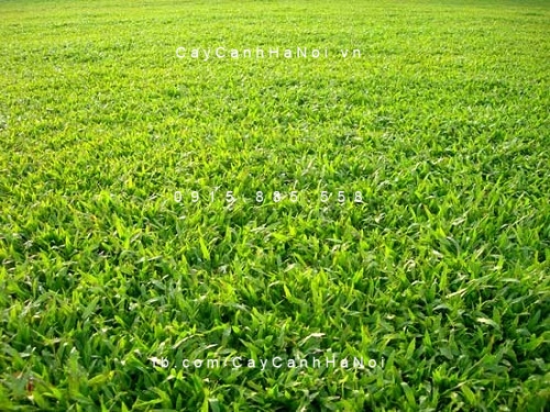 co-la-tre cỏ lá tre