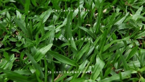 co-la-tre cỏ lá tre