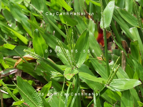 co-la-tre cỏ lá tre