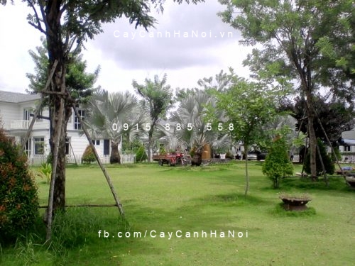 co-long-heo cỏ lông heo