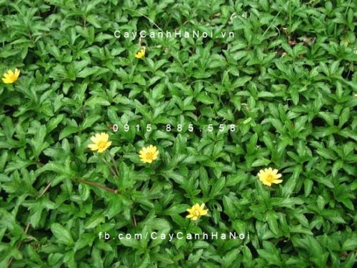 cay-xuyen-chi Cây xuyến chi trồng thành thảm