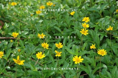 cay-xuyen-chi Cây xuyến chi nở hoa đẹp