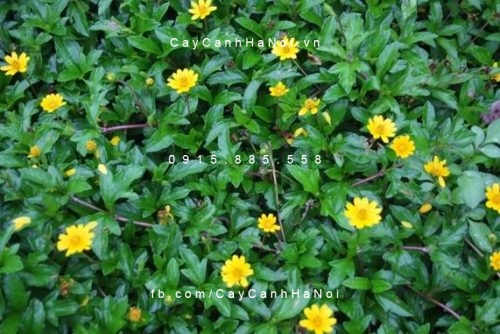cay-hoa-xuyen-chi Chăm sóc cây xuyến chi