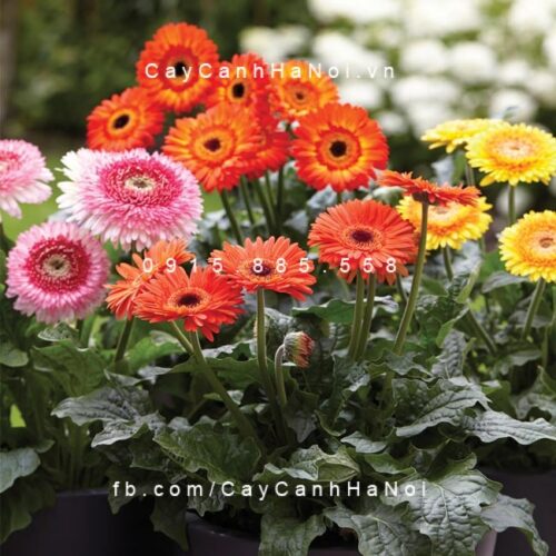 Khóm cúc đồng tiền mix màu
