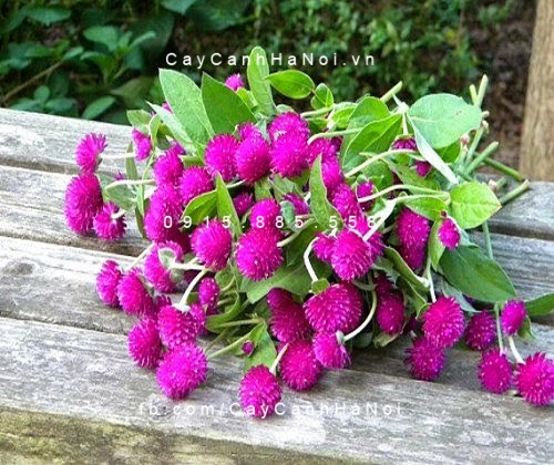 cây cúc pha lê (cúc nút áo) (1)