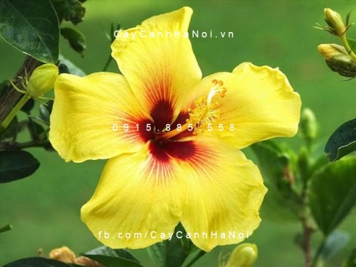 cây bông bụp thái vàng cây bông bụp thái vàng