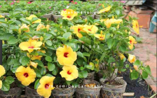 cây bông bụp thái vàng cây bông bụp thái vàng